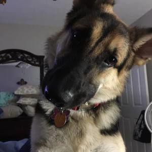 Meet your Posher, Arlene